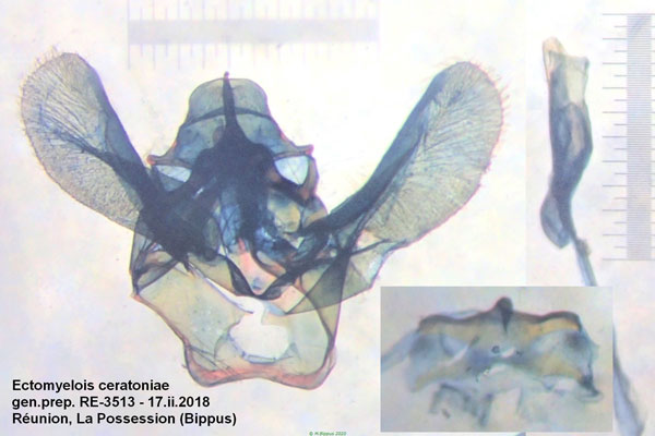 /filer/webapps/moths/media/images/C/ceratoniae_Ectomyelois_GM_Bippus_3513.jpg
