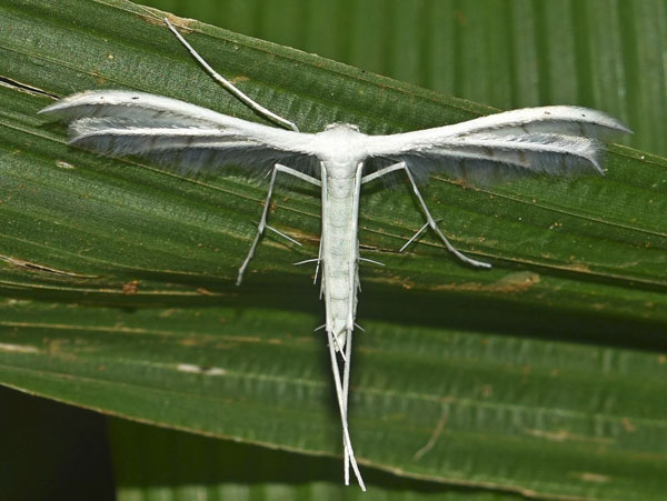 /filer/webapps/moths/media/images/C/ceraunia_Pterophorus_A_Klimsa.jpg