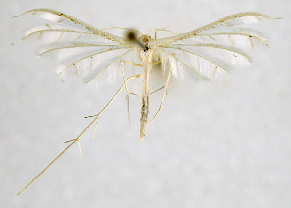 /filer/webapps/moths/media/images/C/ceraunia_Pterophorus_A_NHMO_01.jpg