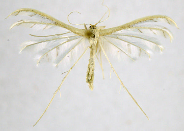 /filer/webapps/moths/media/images/C/ceraunia_Pterophorus_A_NHMO_02.jpg