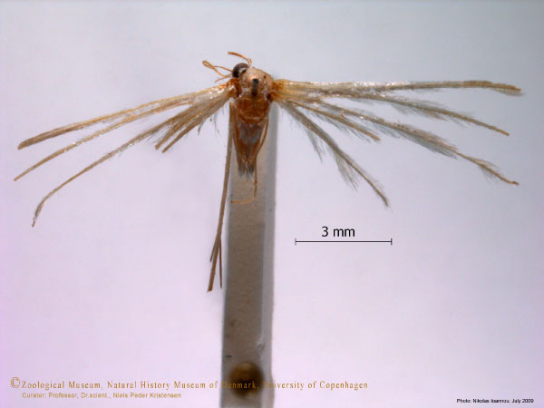 /filer/webapps/moths/media/images/C/ceraunia_Pterophorus_A_ZMUC.jpg