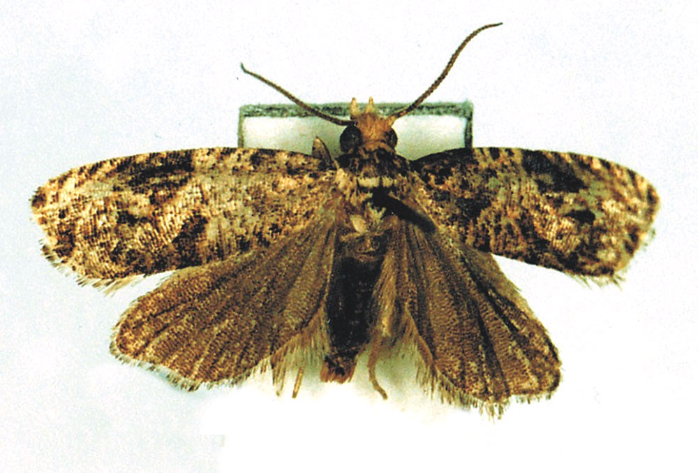/filer/webapps/moths/media/images/C/cerchnograpta_Syntozyga_HT_MRSN.jpg