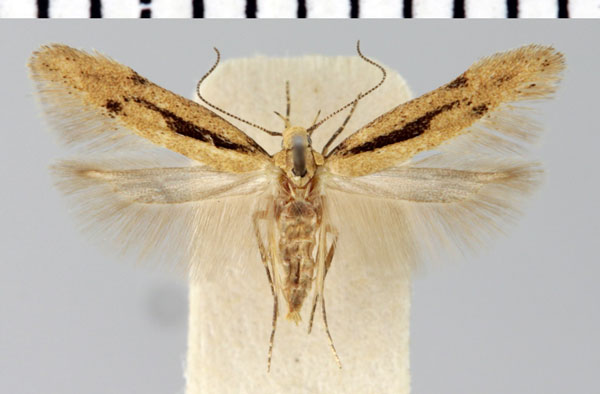 /filer/webapps/moths/media/images/C/cerealella_Sitotroga_AF_ZMHB.jpg