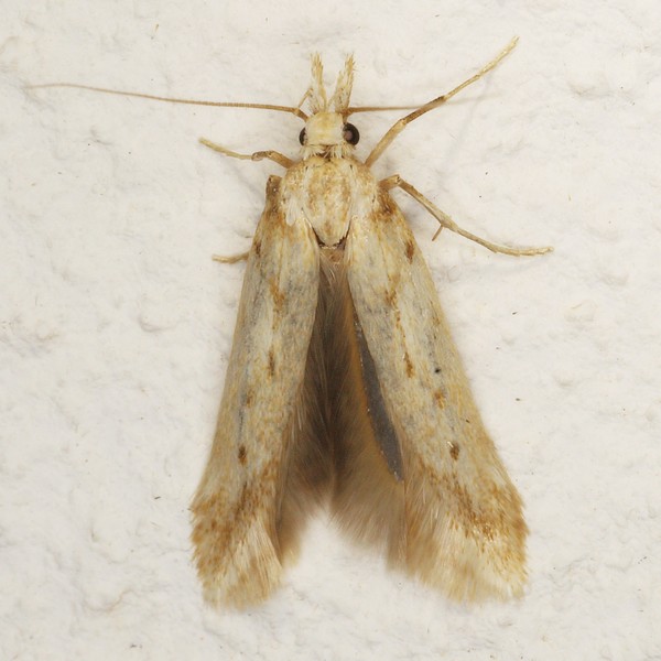 /filer/webapps/moths/media/images/C/cerealella_Sitotroga_A_Heyns_01.JPG