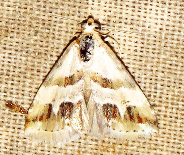 /filer/webapps/moths/media/images/C/ceresensis_Eublemma_A_Braun_05.jpg