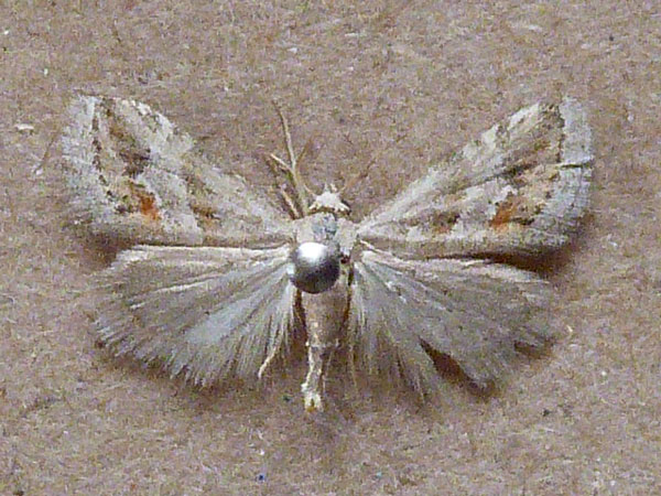/filer/webapps/moths/media/images/C/ceresensis_Eublemma_A_Butler.jpg
