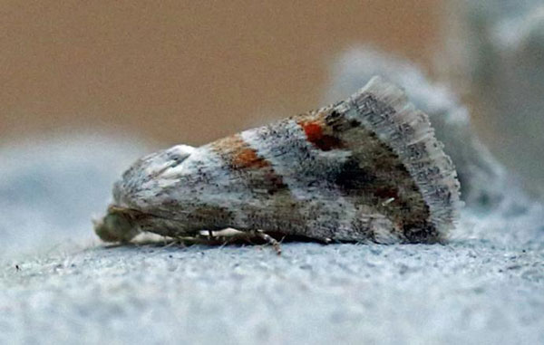 /filer/webapps/moths/media/images/C/ceresensis_Eublemma_A_Voaden.jpg