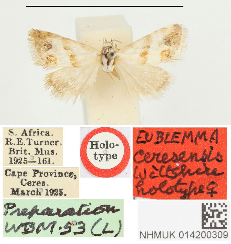 /filer/webapps/moths/media/images/C/ceresensis_Eublemma_HT_BMNH.jpg