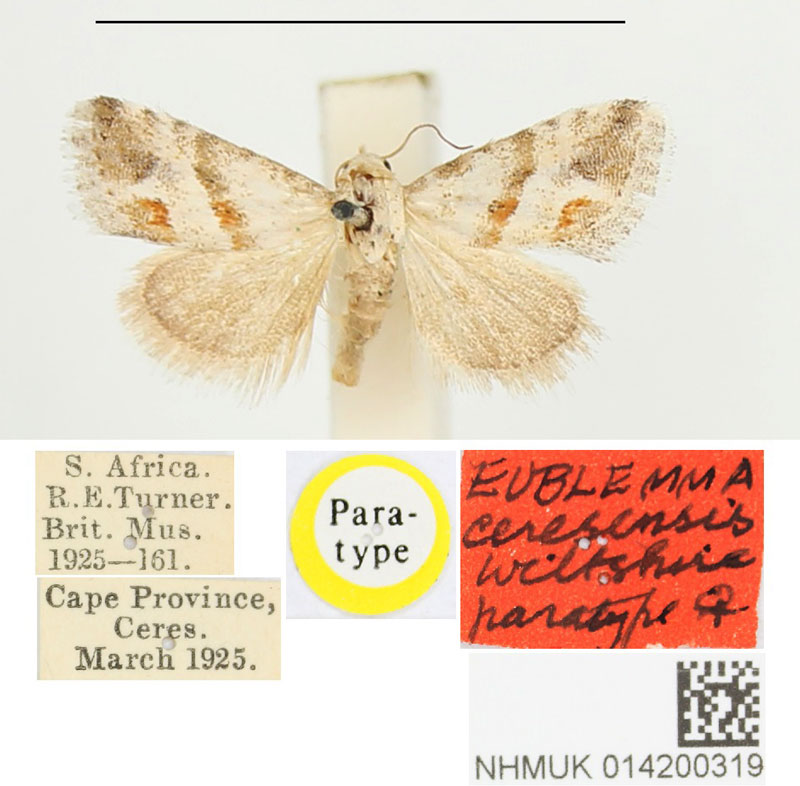 /filer/webapps/moths/media/images/C/ceresensis_Eublemma_PTF_BMNH.jpg