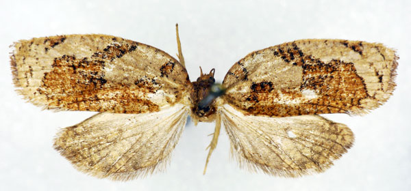 /filer/webapps/moths/media/images/C/cerioschema_Labidosa_AF_RMCA.jpg