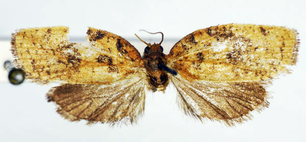 /filer/webapps/moths/media/images/C/cerioschema_Labidosa_AM_RMCA.jpg