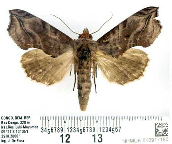 /filer/webapps/moths/media/images/C/cerne_Oraesia_AM_BMNH.jpg