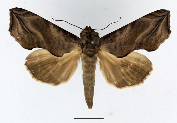 /filer/webapps/moths/media/images/C/cerne_Oraesia_AM_Basquin_01.jpg