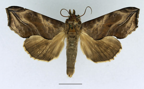 /filer/webapps/moths/media/images/C/cerne_Oraesia_AM_Basquin_02.jpg