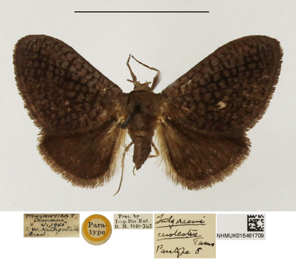 /filer/webapps/moths/media/images/C/cerolestes_Fulgoraecia_PTM_NHMUK_01.jpg