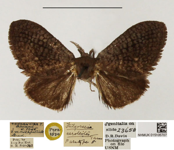/filer/webapps/moths/media/images/C/cerolestes_Fulgoraecia_PTM_NHMUK_02.jpg