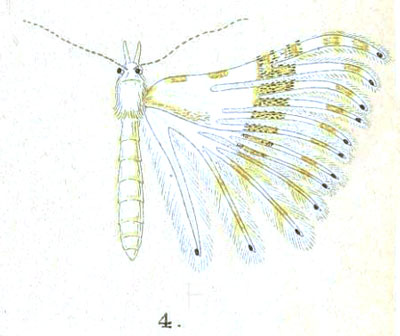 /filer/webapps/moths/media/images/C/certifica_Orneodes_HT_Meyrick_2-4.jpg