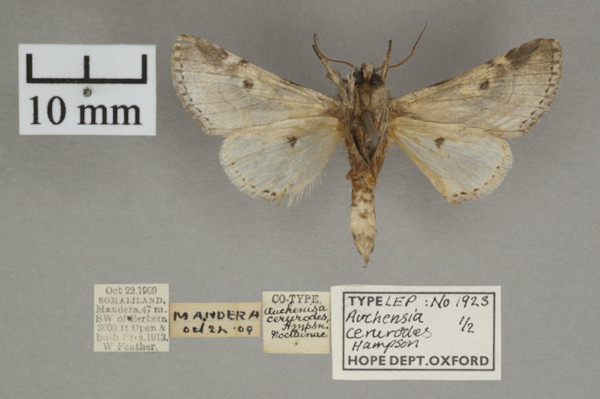 /filer/webapps/moths/media/images/C/cerurodes_Thiacidas_PT_OUMNHb_01.jpg