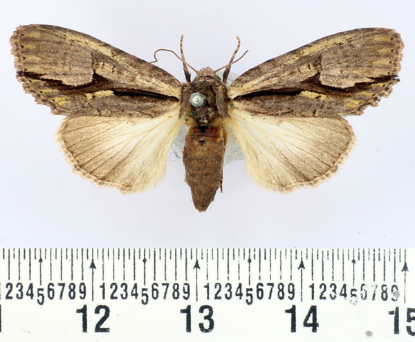 /filer/webapps/moths/media/images/C/cervicornis_Crionica_AF_BMNH.jpg