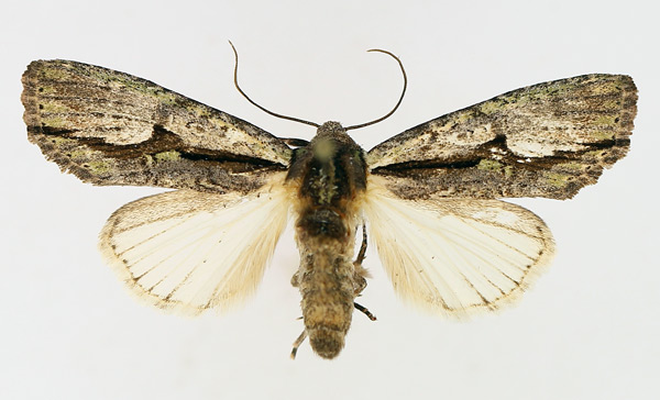 /filer/webapps/moths/media/images/C/cervicornis_Crionica_AF_TMSA_01.jpg