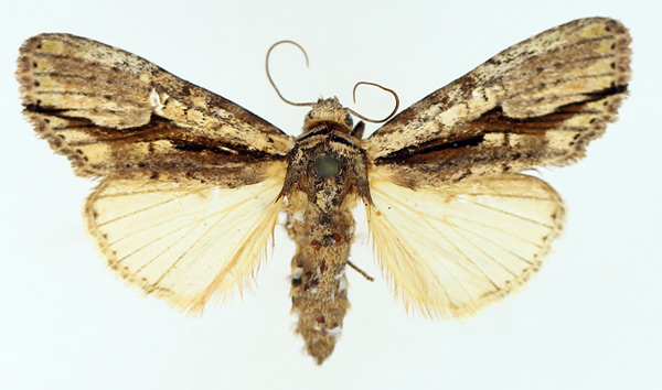 /filer/webapps/moths/media/images/C/cervicornis_Crionica_AF_TMSA_02.jpg
