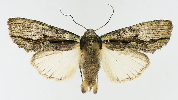 /filer/webapps/moths/media/images/C/cervicornis_Crionica_AM_TMSA_01.jpg