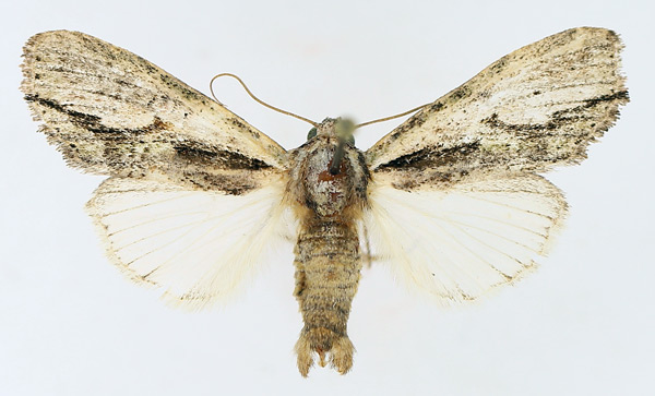 /filer/webapps/moths/media/images/C/cervicornis_Crionica_AM_TMSA_02.jpg