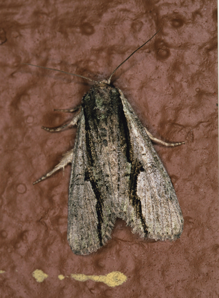 /filer/webapps/moths/media/images/C/cervicornis_Crionica_Roland_02.jpg