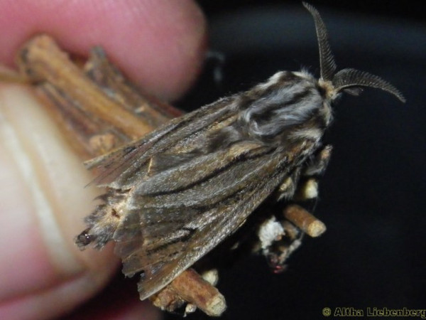 /filer/webapps/moths/media/images/C/cervina_Eumeta_A_Liebenberg.jpg