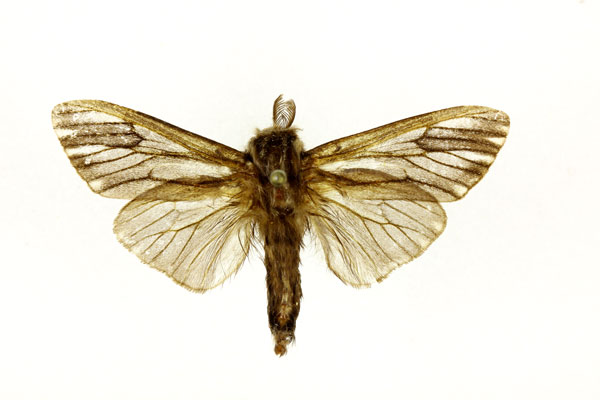 /filer/webapps/moths/media/images/C/cervina_Eumeta_A_RMCA.jpg