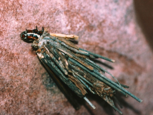 /filer/webapps/moths/media/images/C/cervina_Eumeta_C_Roland.jpg