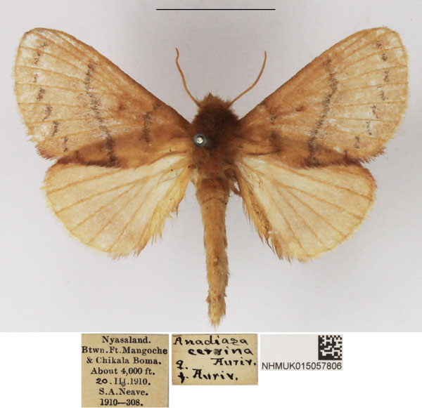 /filer/webapps/moths/media/images/C/cervina_Pseudolyra_AF_NHMUK.jpg