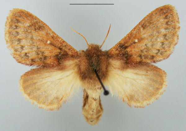 /filer/webapps/moths/media/images/C/cervina_Pseudolyra_AF_TMSA.jpg