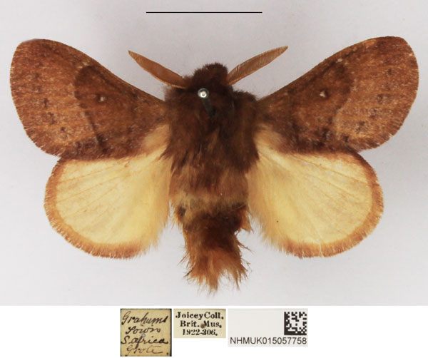 /filer/webapps/moths/media/images/C/cervina_Pseudolyra_AM_NHMUK_01.jpg
