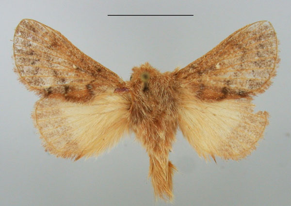 /filer/webapps/moths/media/images/C/cervina_Pseudolyra_AM_TMSA.jpg