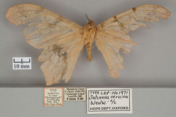 /filer/webapps/moths/media/images/C/cervina_Saturnia_STF_OUMNH_01.jpg