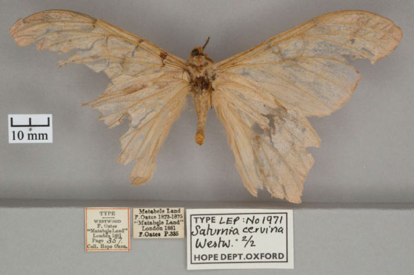 /filer/webapps/moths/media/images/C/cervina_Saturnia_STF_OUMNH_02.jpg