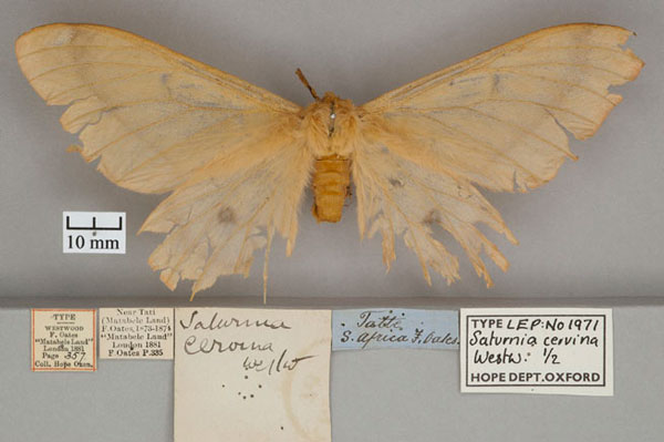 /filer/webapps/moths/media/images/C/cervina_Saturnia_ST_OUMNH_01.jpg