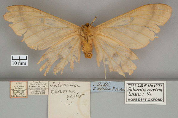 /filer/webapps/moths/media/images/C/cervina_Saturnia_ST_OUMNH_02.jpg