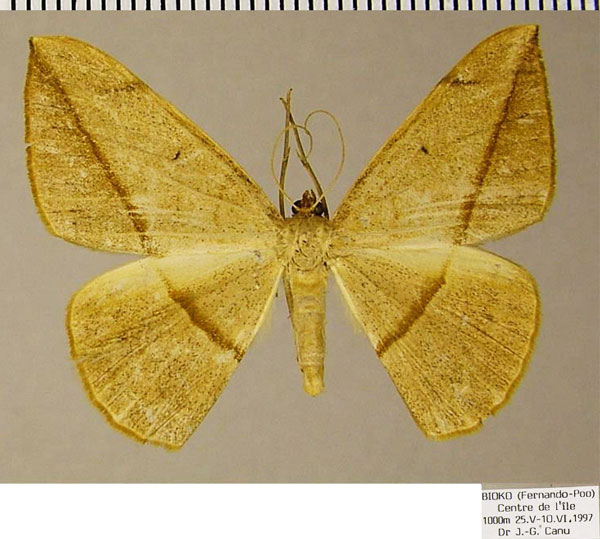 /filer/webapps/moths/media/images/C/cervinaria_Brachytrita_AF_ZSMa.jpg