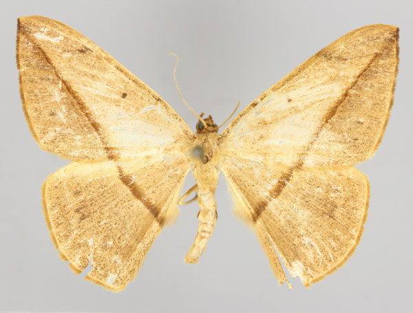 /filer/webapps/moths/media/images/C/cervinaria_Brachytrita_A_ZSM_01.jpg