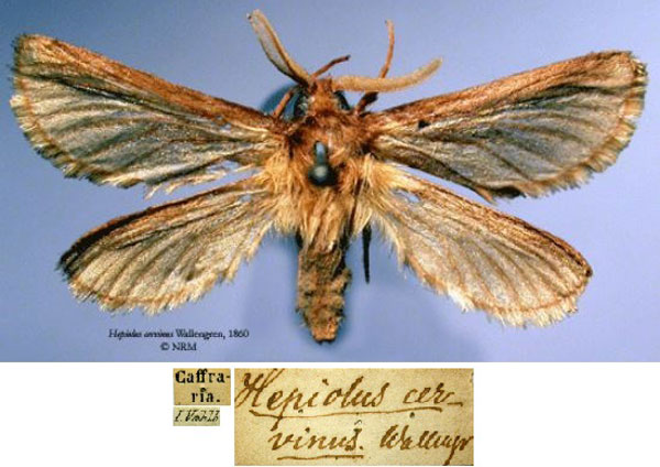 /filer/webapps/moths/media/images/C/cervinus_Hepiolus_HT_SNHM.jpg