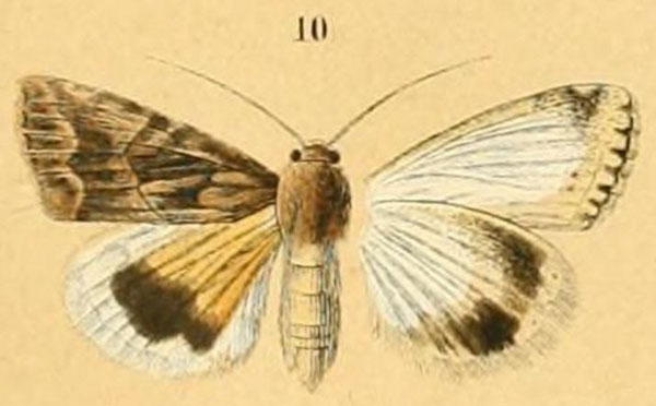 /filer/webapps/moths/media/images/C/cestis_Anumeta_HT_Menetries_10.jpg