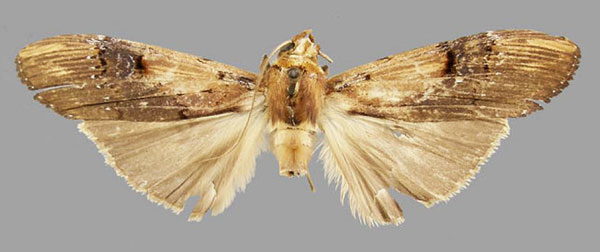 /filer/webapps/moths/media/images/C/chadisroides_Parascrancia_AM_RMCA.jpg