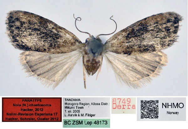 /filer/webapps/moths/media/images/C/chaetosoma_Nola_PT_NHMO.jpg