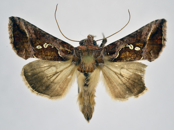 /filer/webapps/moths/media/images/C/chalcedona_Thysanoplusia_AM_NHMO.jpg