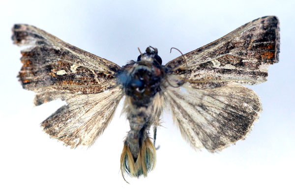 /filer/webapps/moths/media/images/C/chalcedona_Thysanoplusia_AM_RMCA.jpg