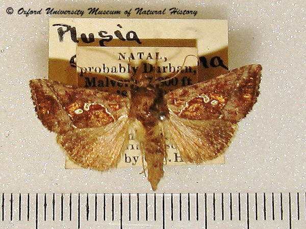 /filer/webapps/moths/media/images/C/chalcedona_Thysanoplusia_A_OUMNH.jpg