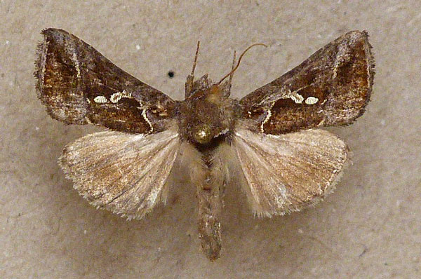 /filer/webapps/moths/media/images/C/chalcedona_Trichoplusia_A_Butler.jpg