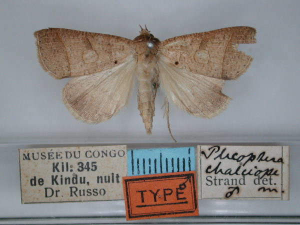 /filer/webapps/moths/media/images/C/chalciope_Plecoptera_HT_RMCA_01.jpg